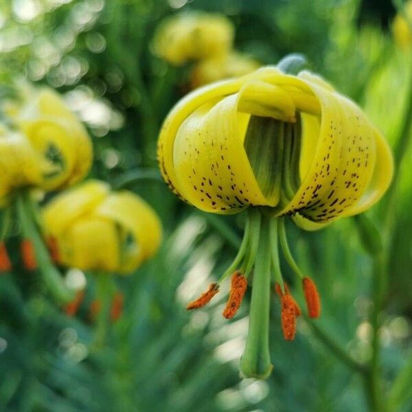 Lilium pyrenaicum Flower