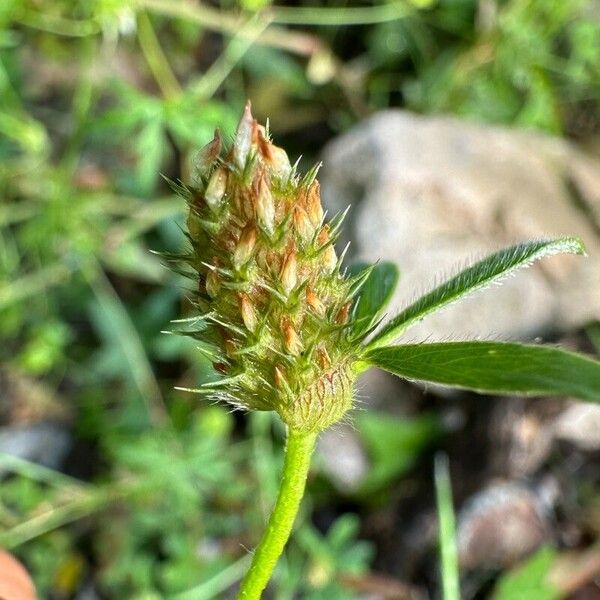 Trifolium striatum Flor