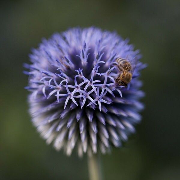 Echinops sphaerocephalus Floare