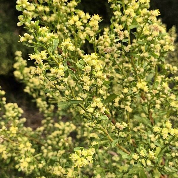 Baccharis pilularis Blomst