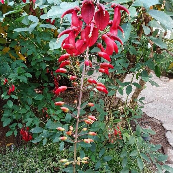 Erythrina crista-galli Virág