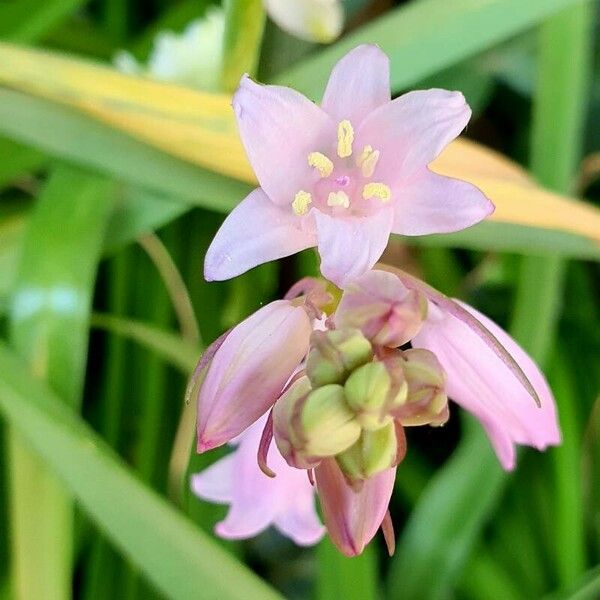 Hyacinthoides hispanica Flower