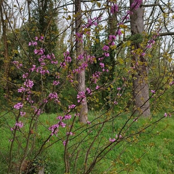 Cercis canadensis Агульны выгляд