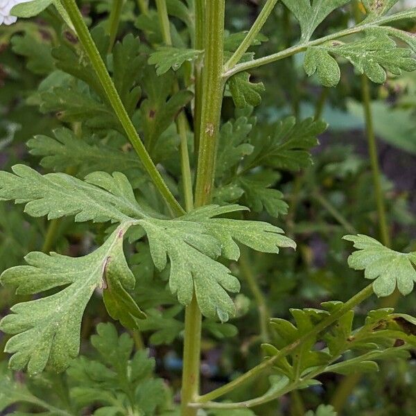 Tanacetum parthenium Leaf