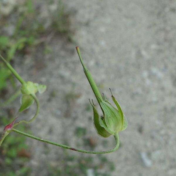 Geranium columbinum Fruto