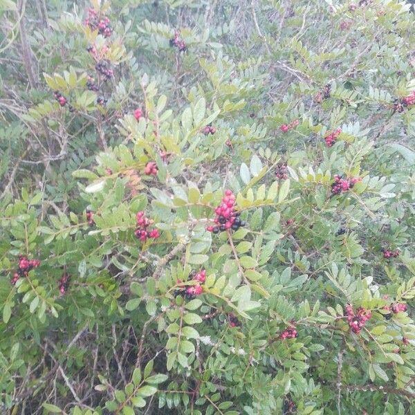 Pistacia lentiscus Fruchs