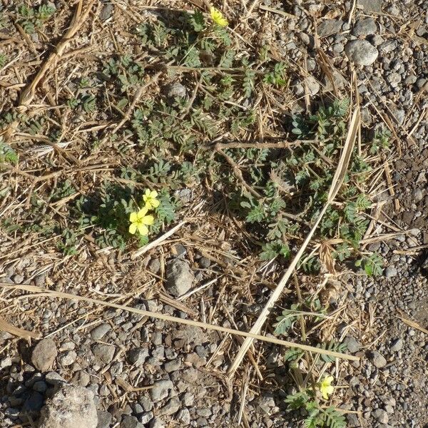 Tribulus cistoides Habit