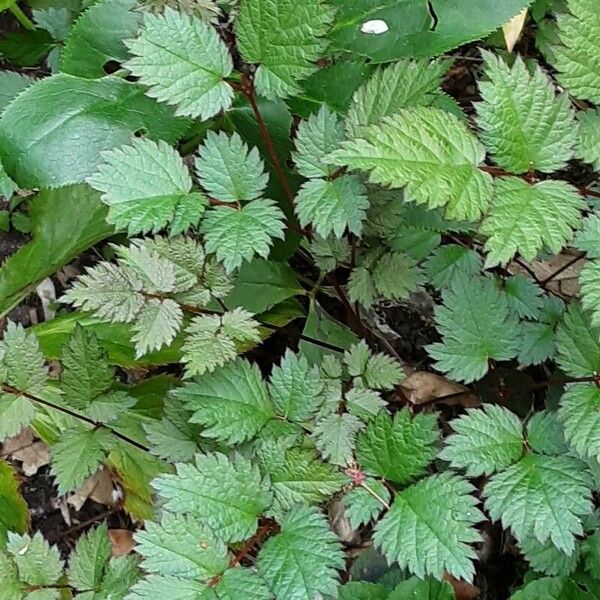 Astilbe rubra পাতা