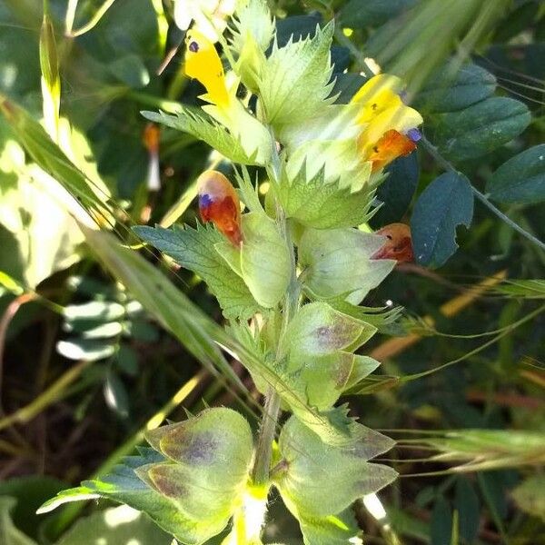 Rhinanthus alectorolophus Flor