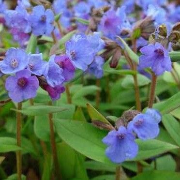 Pulmonaria angustifolia Habit