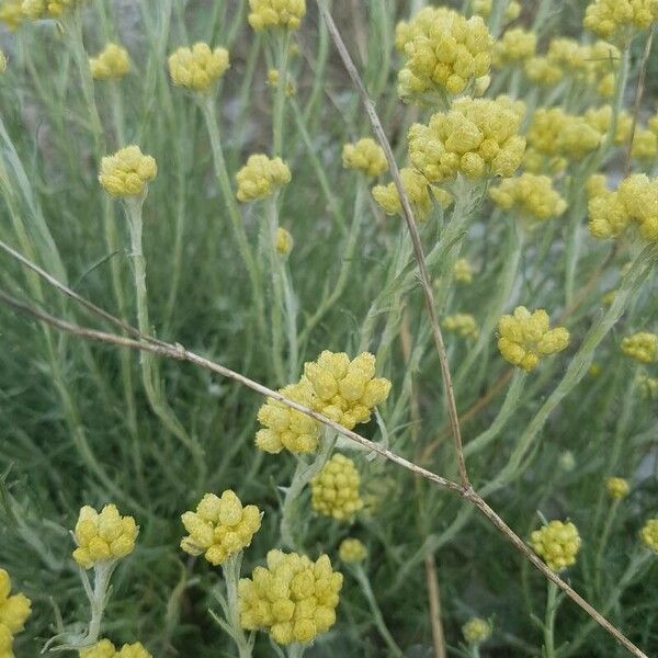 Helichrysum saxatile Кветка