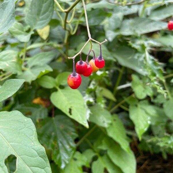 Solanum dulcamara Fruit