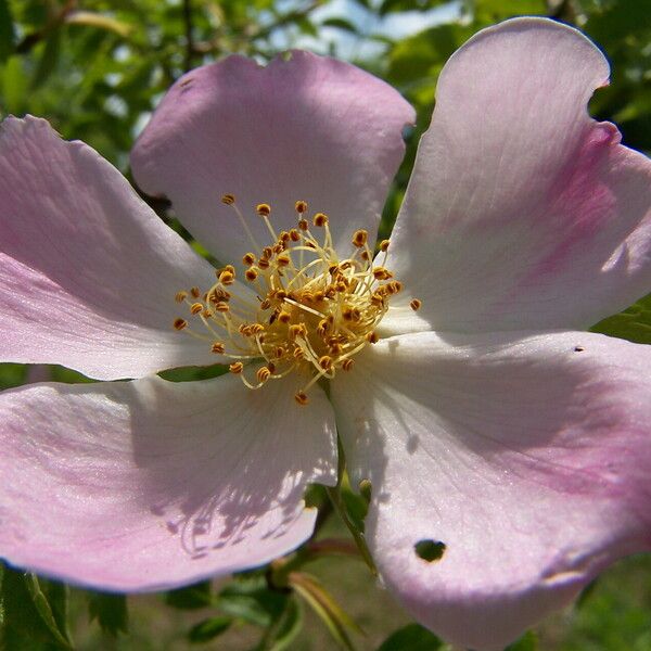 Rosa canina Flor