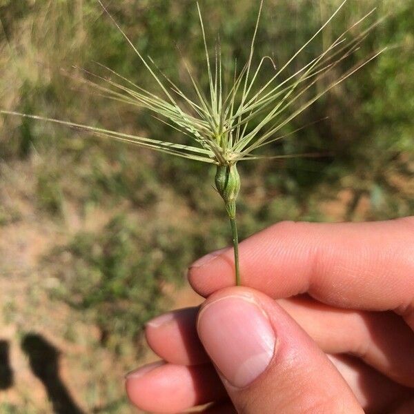 Aegilops neglecta 花