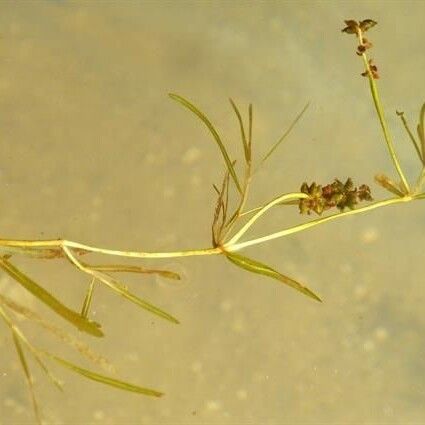 Potamogeton friesii Агульны выгляд