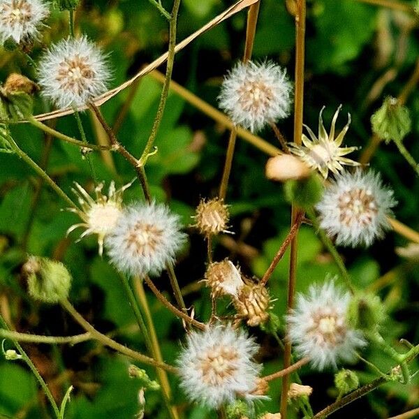 Erigeron acris Frugt