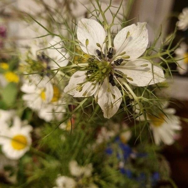 Nigella sativa Квітка