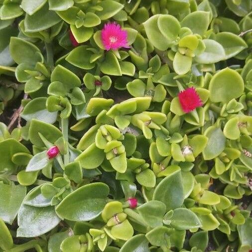 Mesembryanthemum cordifolium Flower