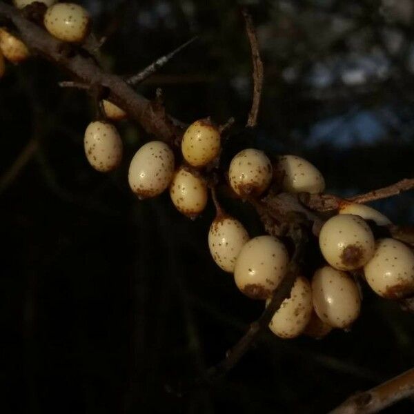 Hippophae rhamnoides Fruit