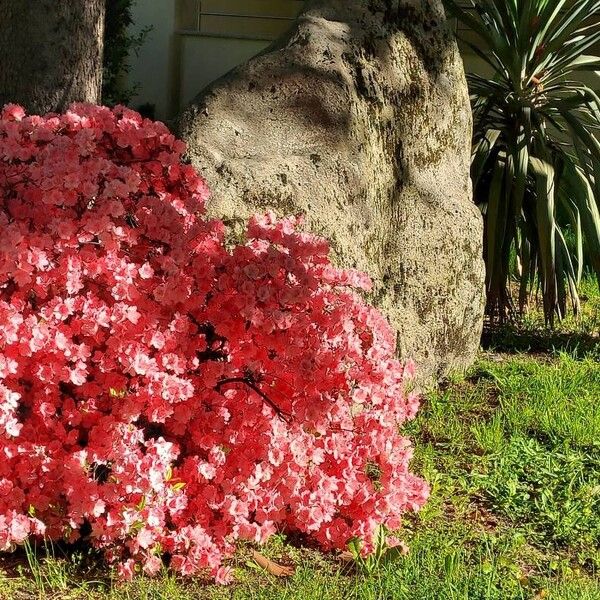 Rhododendron calendulaceum Floare