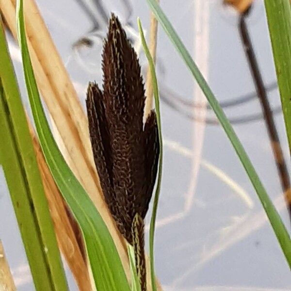 Carex acutiformis 花