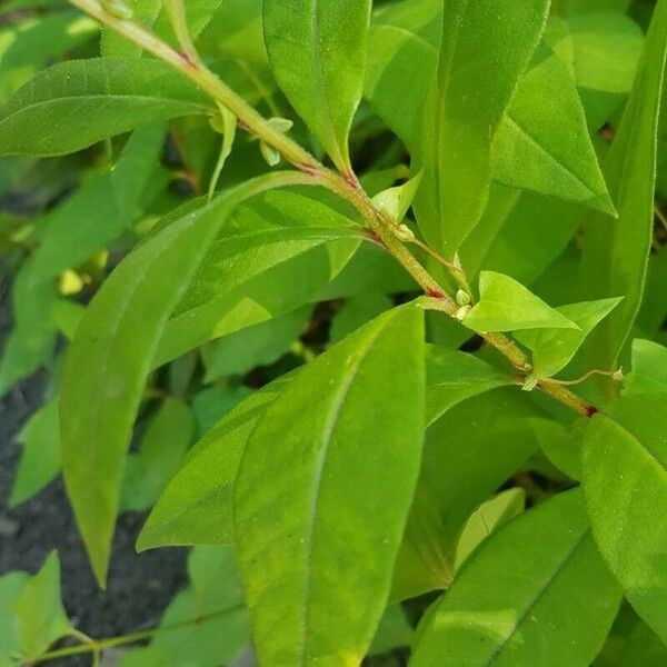 Lysimachia clethroides Folha