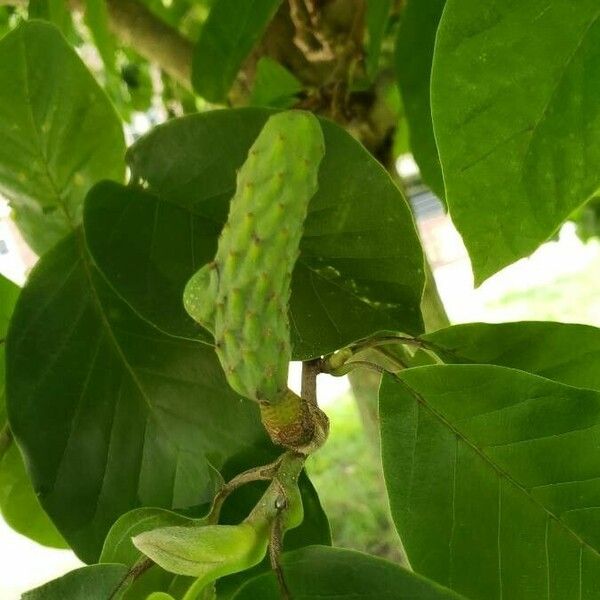 Magnolia acuminata Meyve