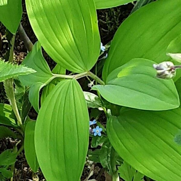 Polygonatum latifolium 葉