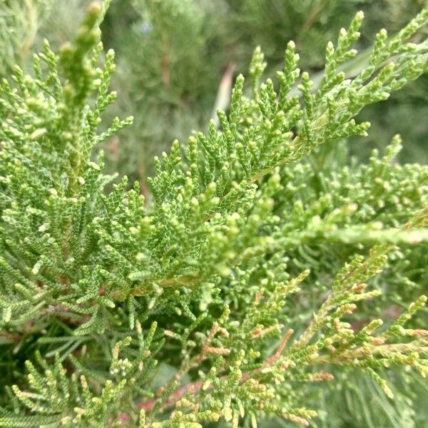 Juniperus sabina Liść