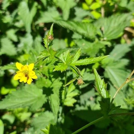 Geum aleppicum ফুল