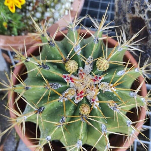 Ferocactus emoryi Flor