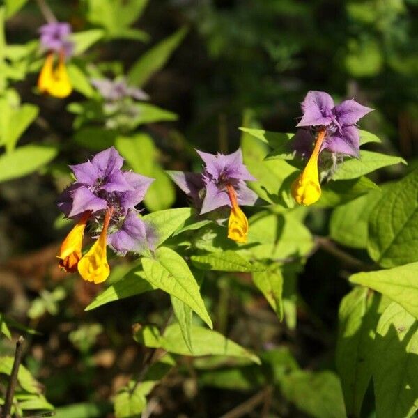 Melampyrum nemorosum Õis