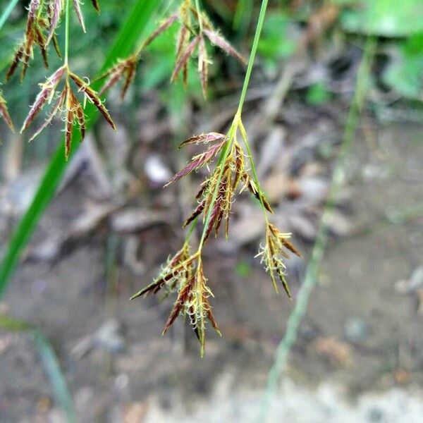 Cyperus longus Blomst