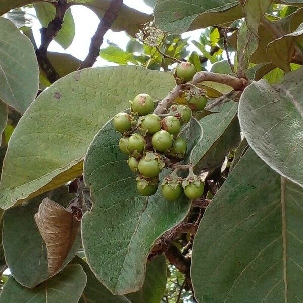 Byrsonima verbascifolia Fruit