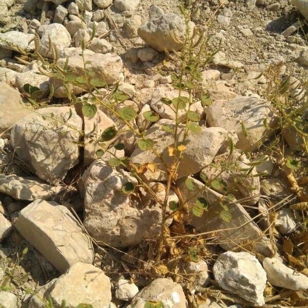 Cleome scaposa 葉