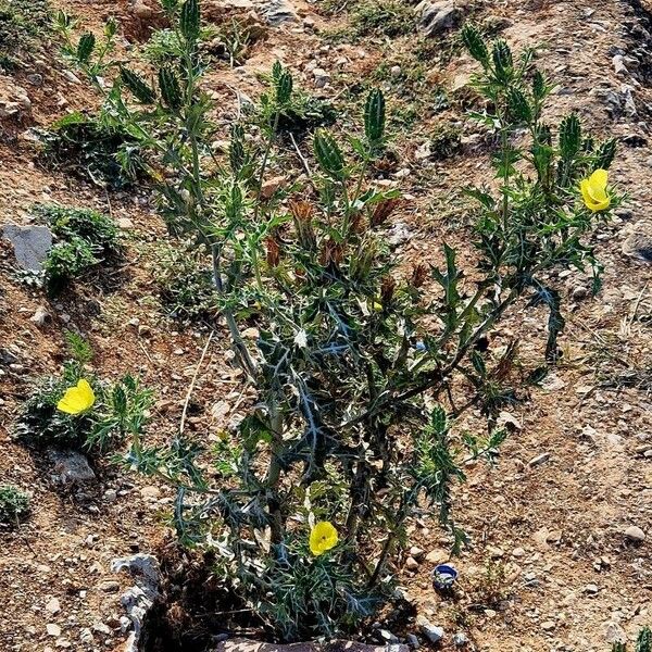 Argemone mexicana Habit