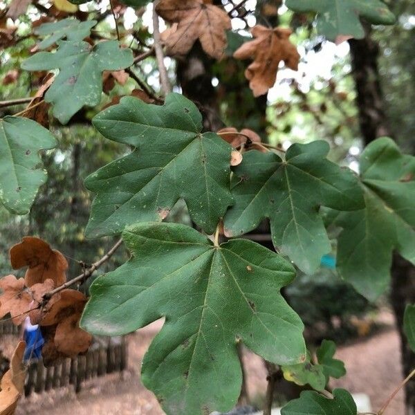 Acer campestre Feuille