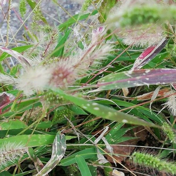 Setaria pumila Foglia