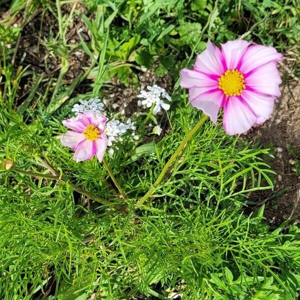 Cosmos caudatus موطن