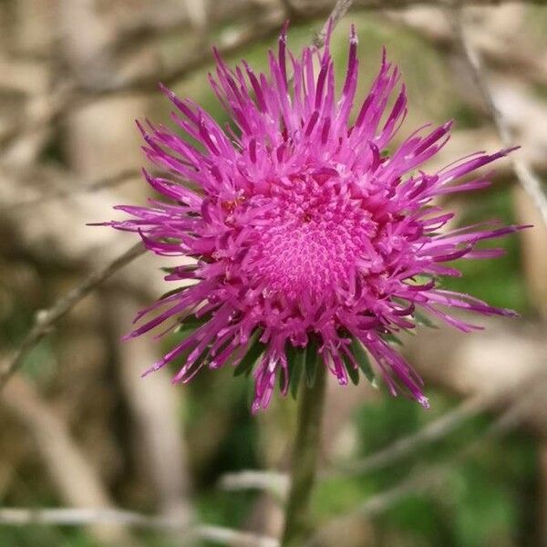 Carduus defloratus Flower