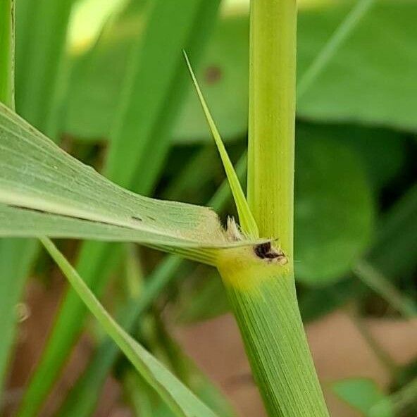 Sorghum halepense Άλλα