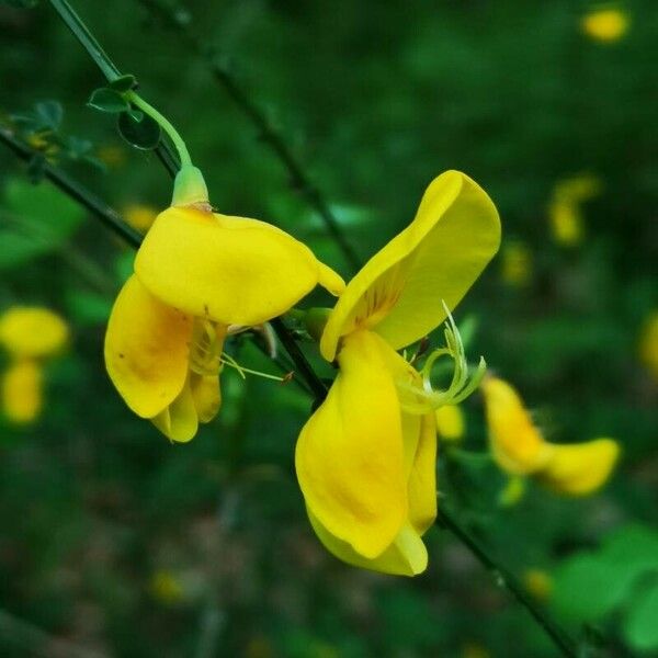 Cytisus scoparius Blomst