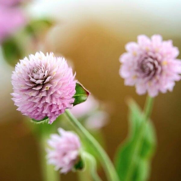 Gomphrena globosa Fleur