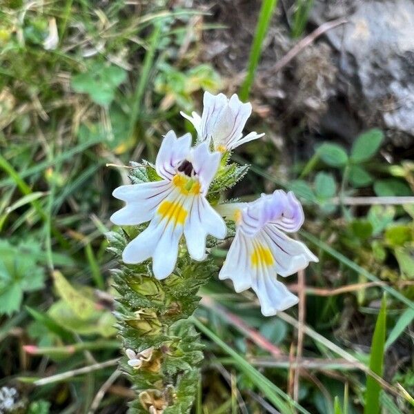 Euphrasia alpina Květ