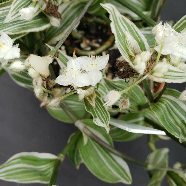 Tradescantia fluminensis Цветок