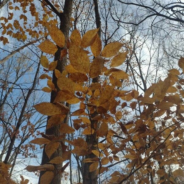 Fagus grandifolia Feuille