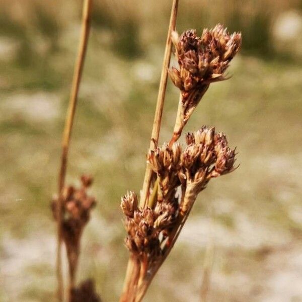 Juncus maritimus Virág