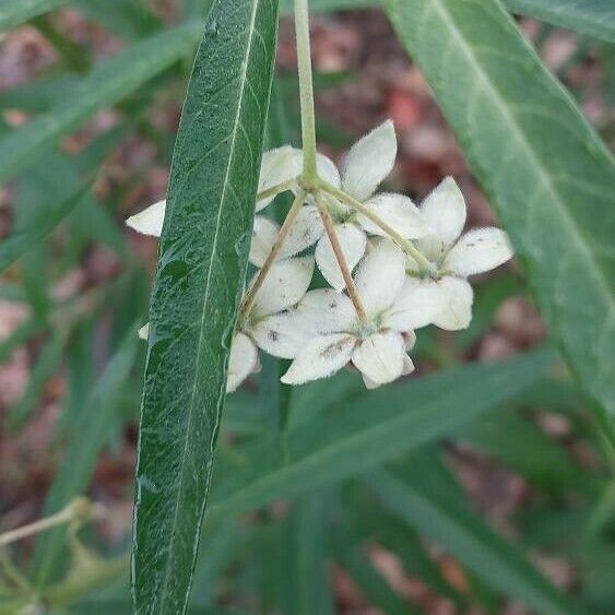 Gomphocarpus physocarpus Blomma