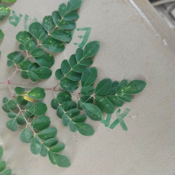 Moringa oleifera Leaf