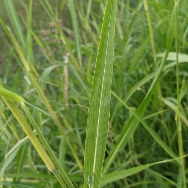 Sorghum halepense Leaf